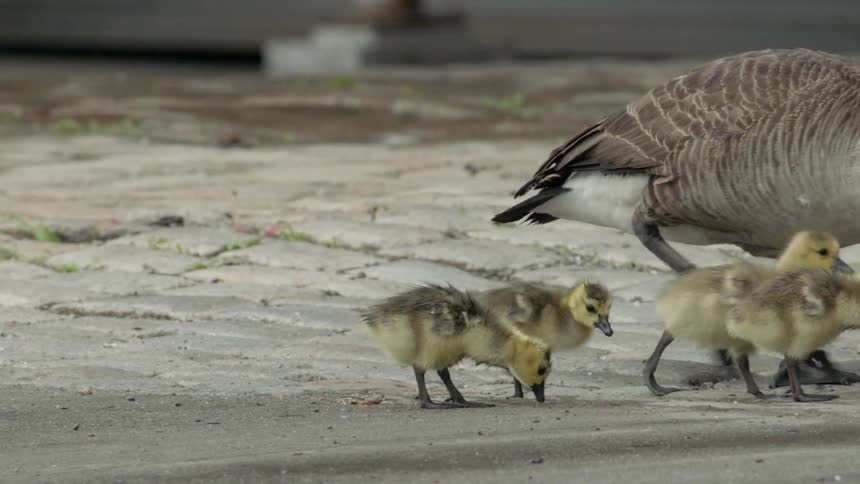 Geese walk near people outside