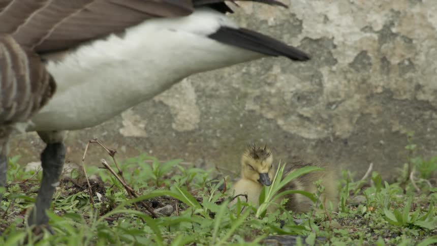 Geese are near a concrete wall