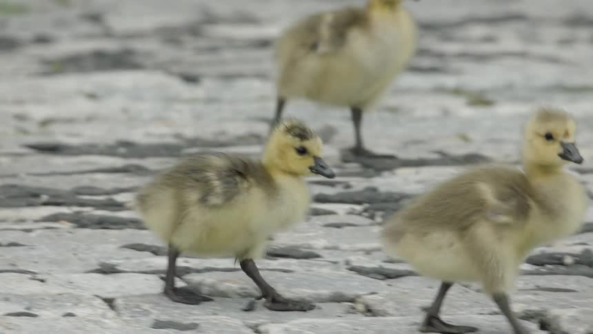 Baby birds walking across the ground