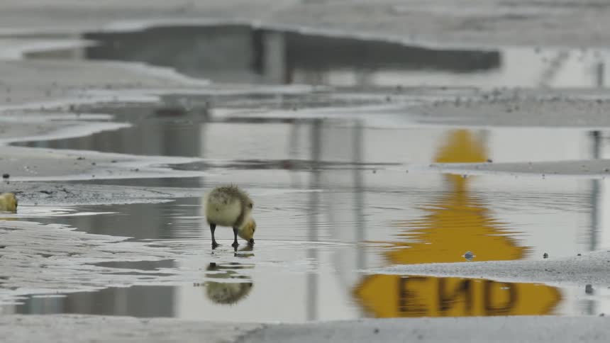 Geese swim in a puddle