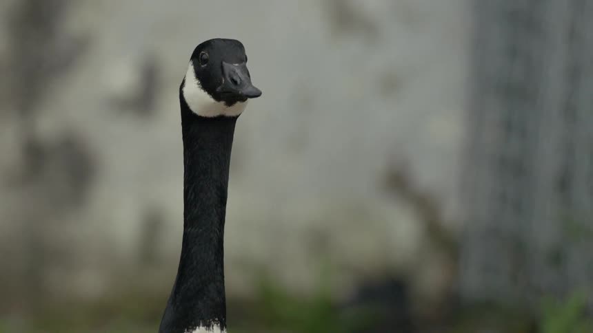 A large bird stands on the field