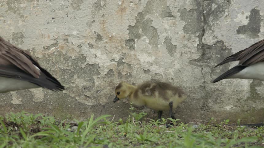 Geese stand near a concrete wall