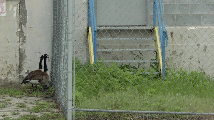 Two geese are standing outside a fenced yard in daylight
