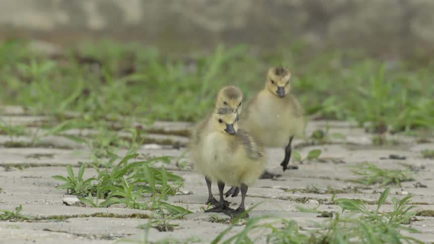Three ducklings walk on pavement with grass and weeds