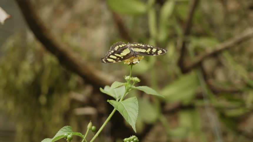 A butterfly sits on top of a flower