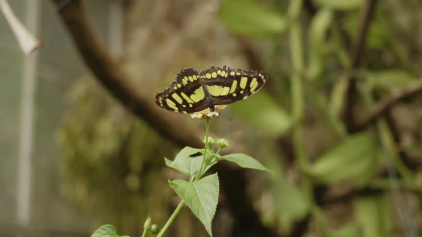 Butterfly perched on a flower top