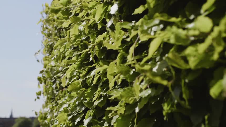 The wind is blowing the bushes on a sunny day