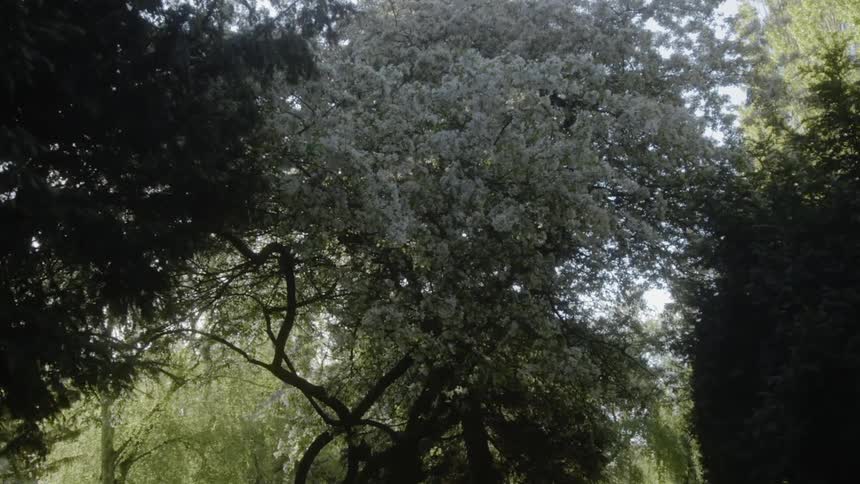 Sun sparkles through many different trees