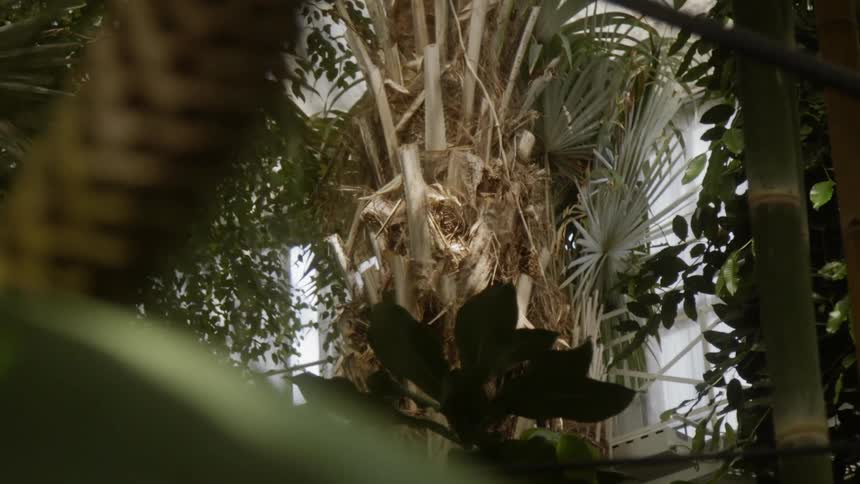 The garden has many tall plants and trees