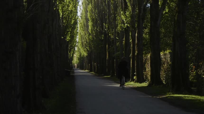A bicyclist rides on a tree lined path
