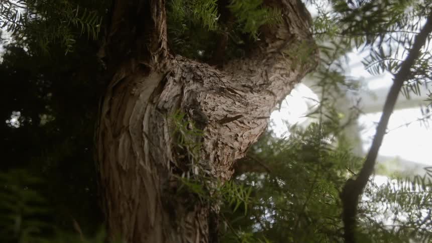 The tall tree has bending branches at the top