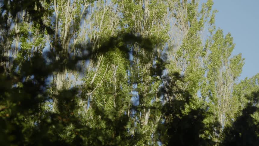 Trees stand in a forest