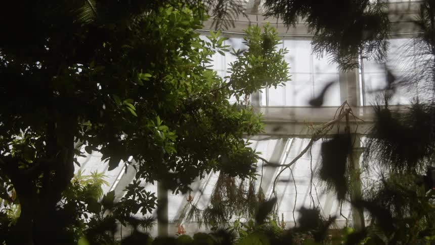 Trees inside of a large building