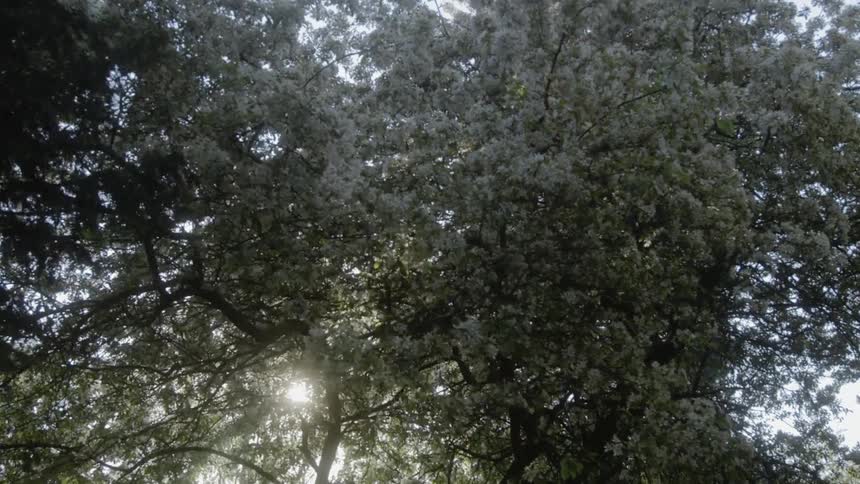 Sun shines through leaves of trees