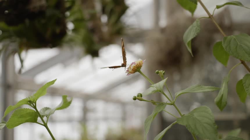 A butterfly sits on a flower