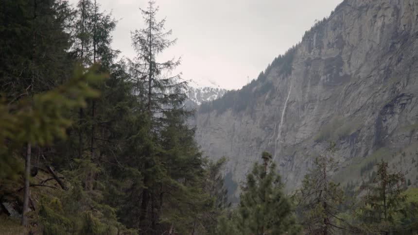 A forest of trees sits next to a mountain