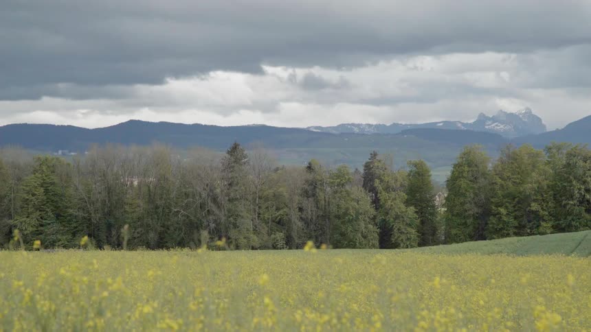 Wind blows the wild flowers in a field