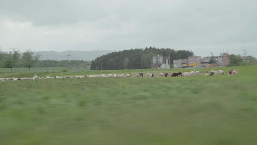 A car drives by animals grazing in a field