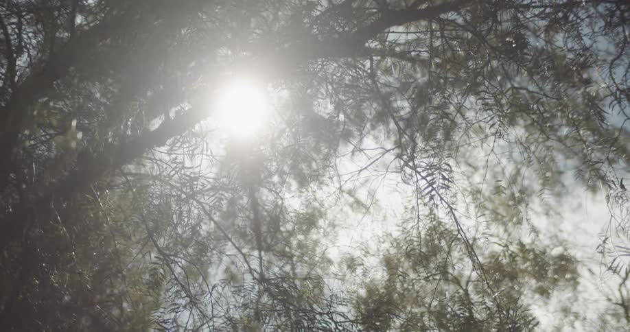 Sunlight shines through tree branches