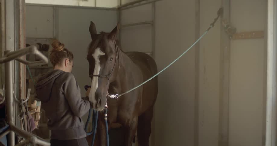 Horse nibbles at a woman as she attaches a rope to its bridle