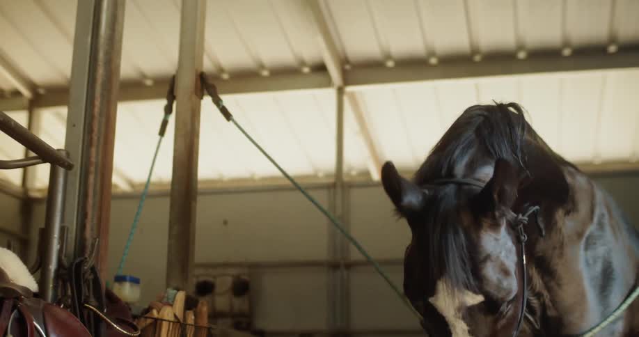 Horse stands tied in a barn stall