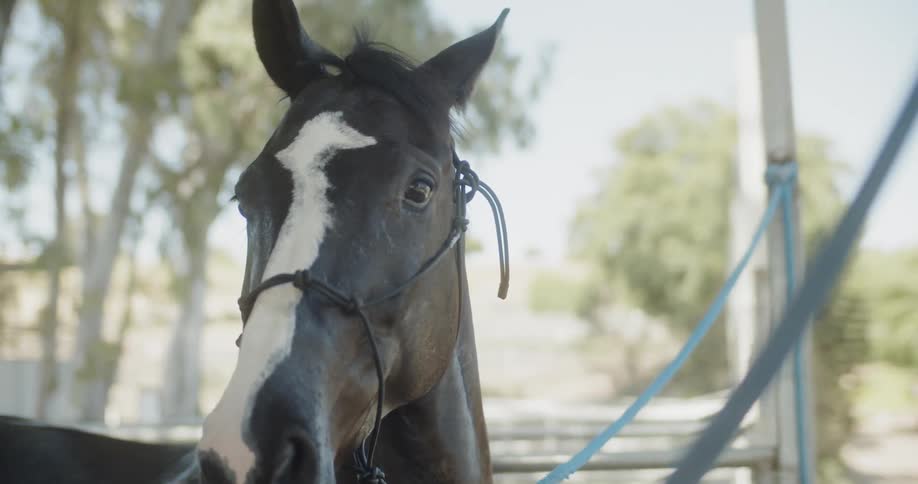The horse is looking around on a sunny day