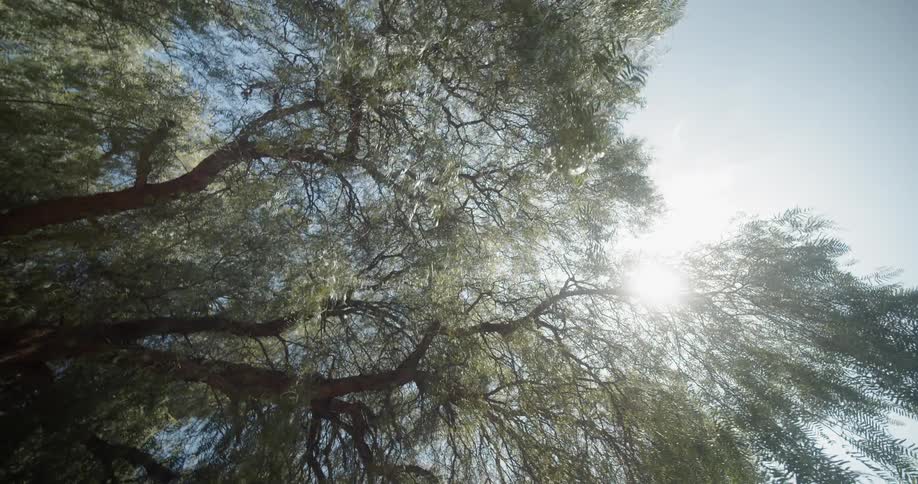 Sunlight shines through tree branches