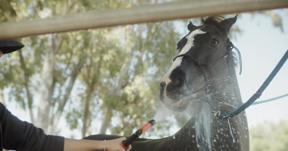 A horse drinks water from a hose