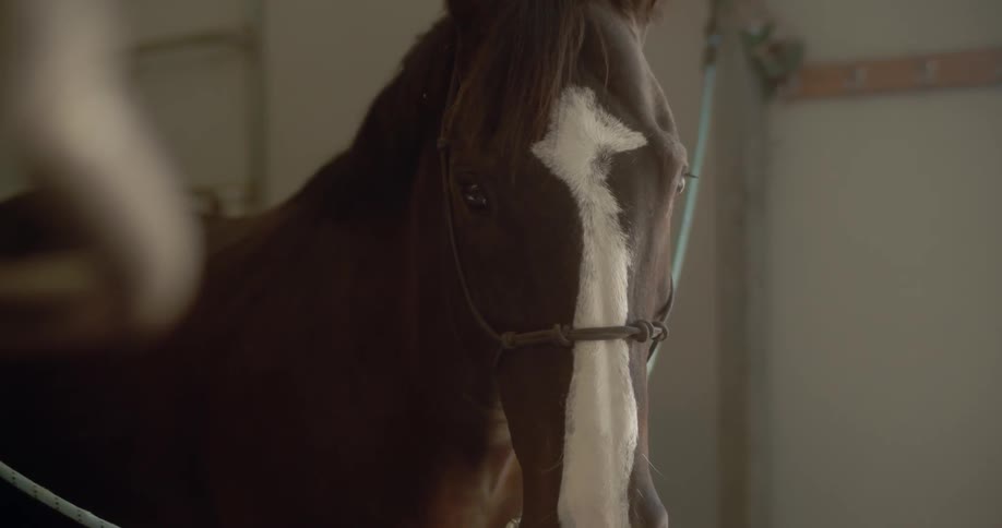 A horse stands tethered inside a stable
