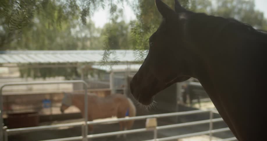 Horse in a corral looks over at another horse