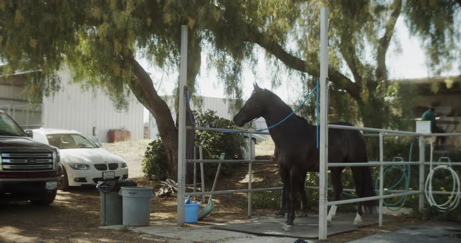 A woman washes a horse on a ranch
