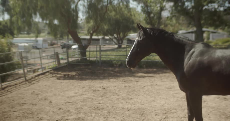 A horse is looking forward behind the fence