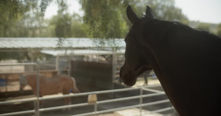 Brown horse stands in a corral as he looks over at another horse in another corral