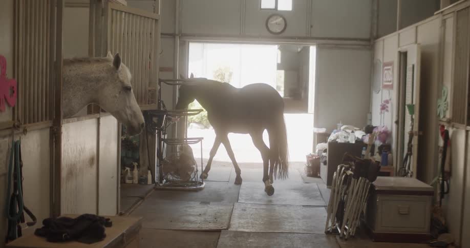 Woman leads a horse in the barn as another horse watches from its stall