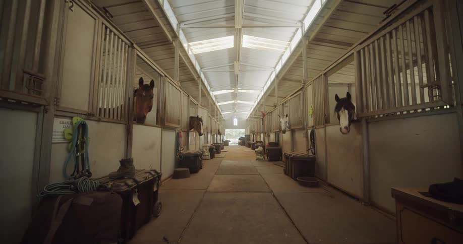 The stable is full of horses
