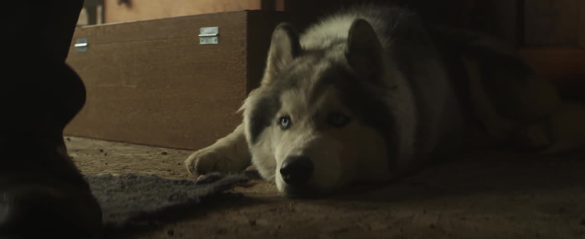 A dog moving its ears