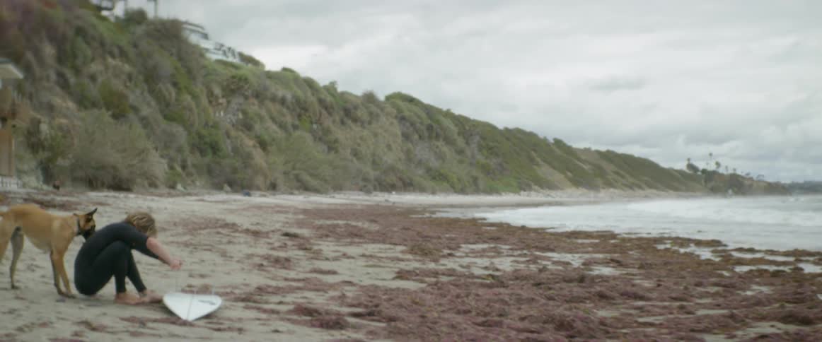 A surfer and dog are on a beach