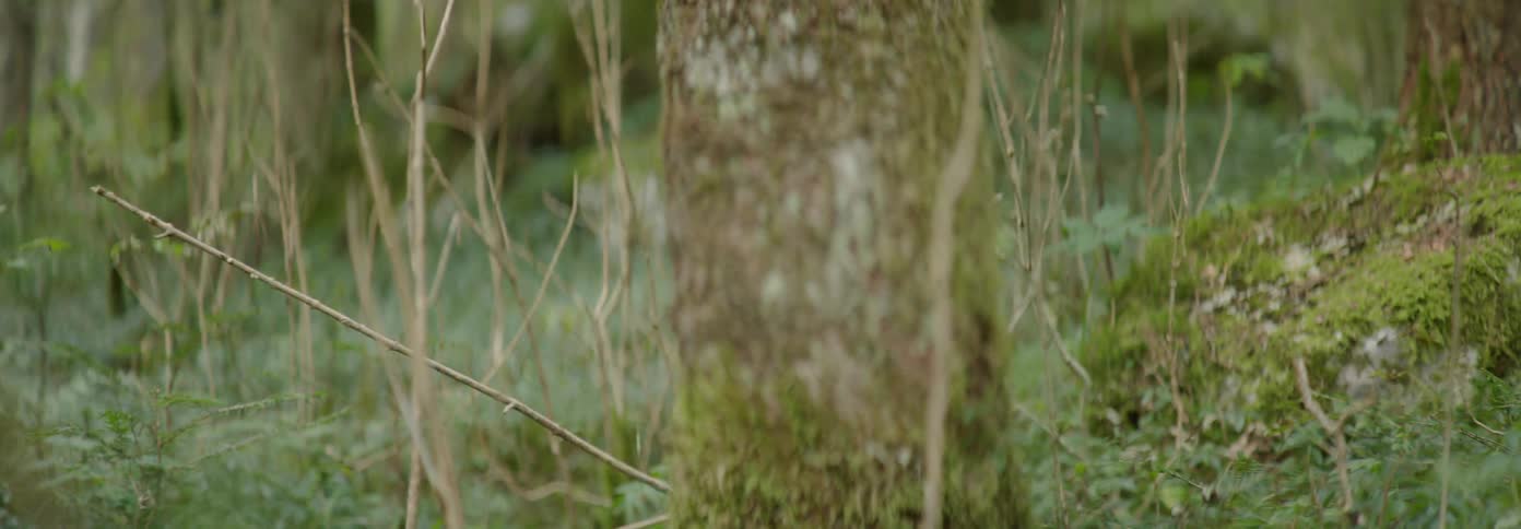 Moss grows on a tree trunk