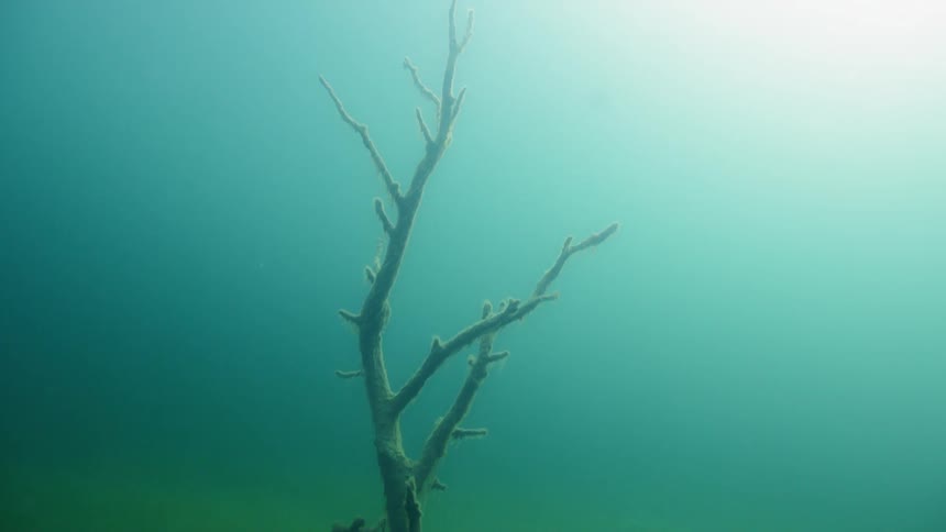 Seaweed grows in deep water