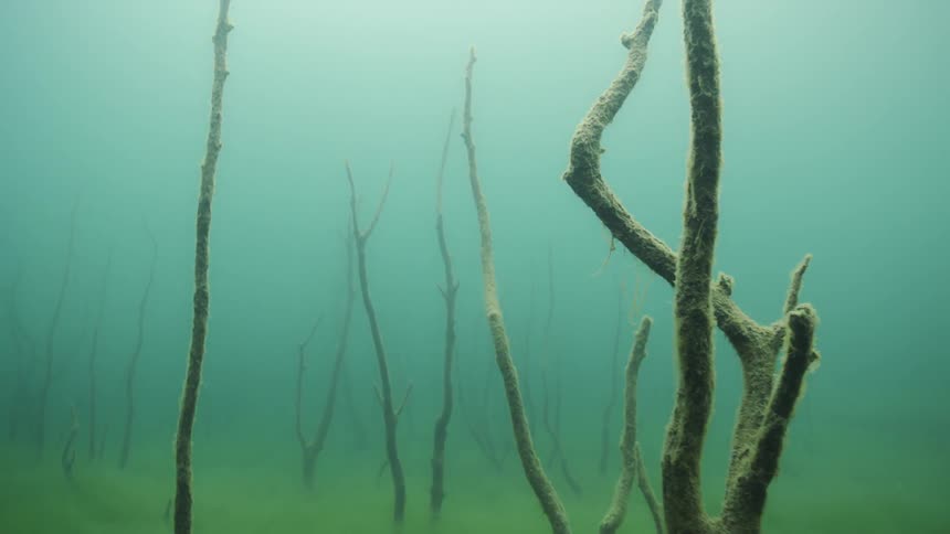 Seaweed grows on the ocean floor