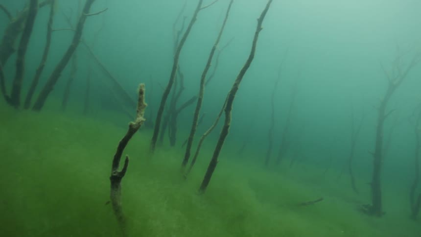 Seaweed grows in deep water
