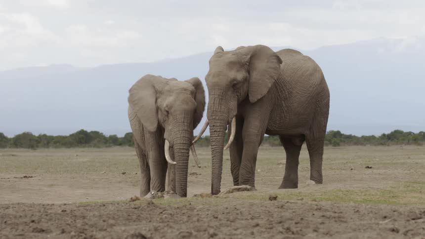 Two elephants stand in a field