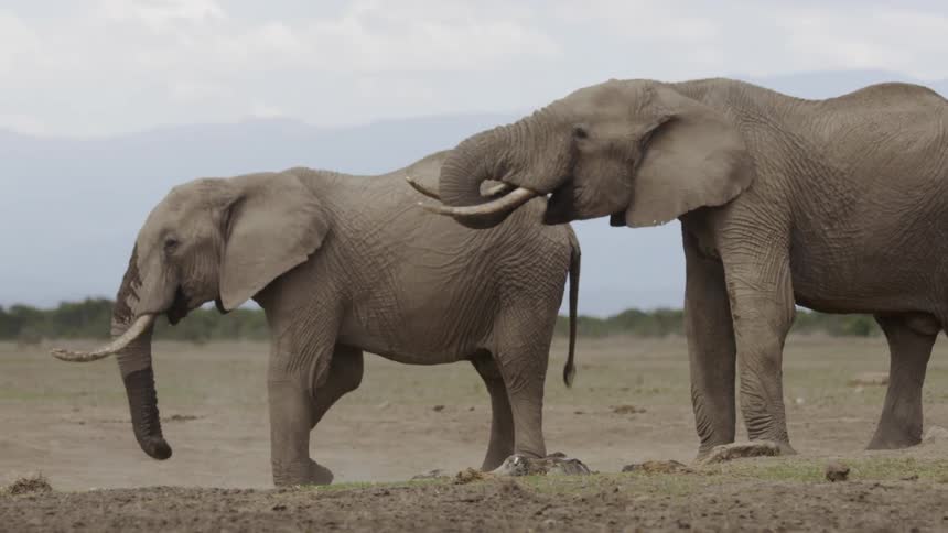 Two elephants stand together on the field