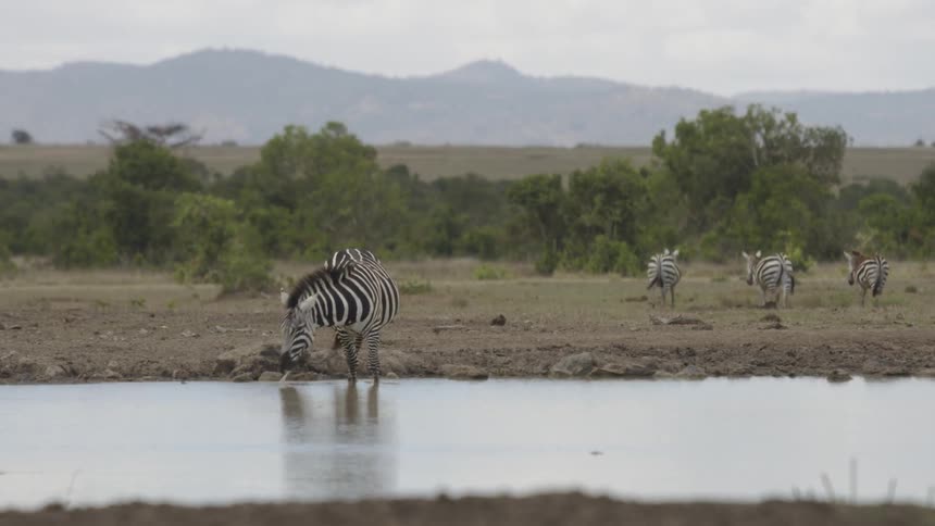 A zebra drinks from a waterhole