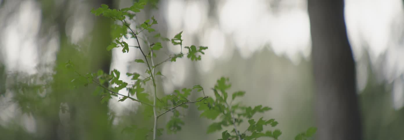 Small thin tree branches with leaves on it
