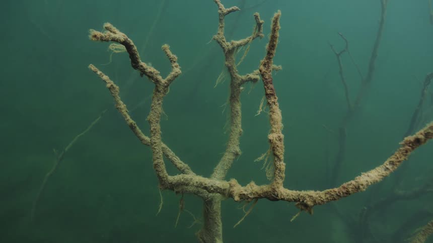Algae covered branches in murky water