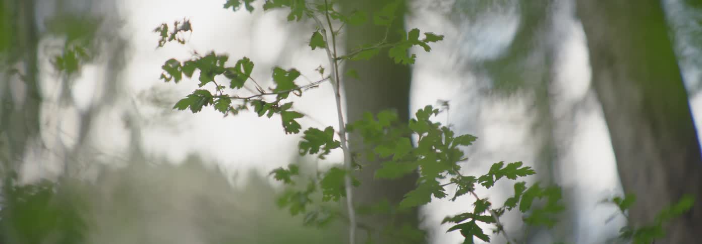 Leafy trees sit in the forest