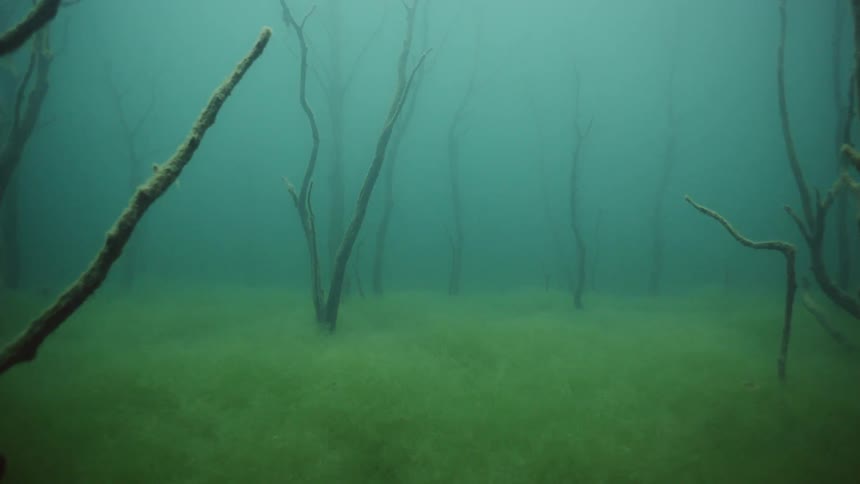 The water is murky near the branches