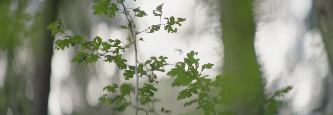 The wind is blowing the small leaves on the tree