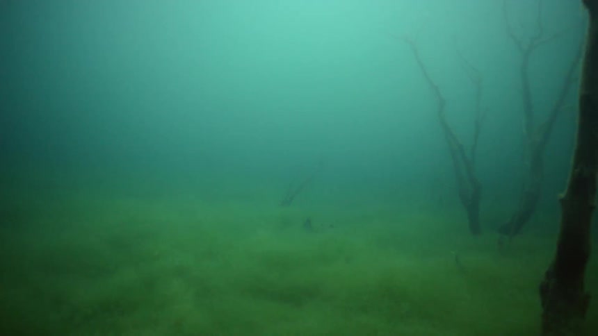 Dead trees stick from the sand underwater